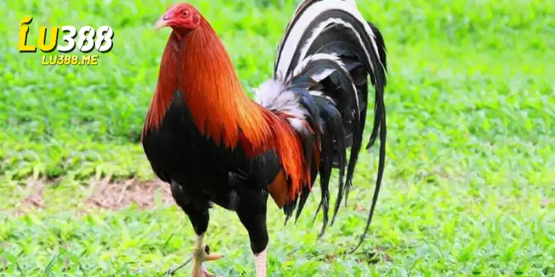 Đá Gà Cựa Dao LU388 - Chọi Gà Đỉnh Cao, Kịch Tính, Dứt Khoát 2 Các giống kê phổ biến trong đá gà cựa dao LU388
