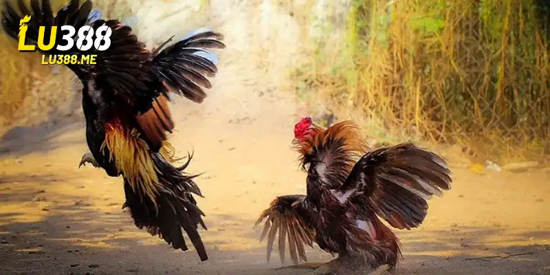 Mẹo Chơi Đá Gà LU388 Trăm Trận Đều Thắng Lớn Từ Chuyên Gia 2 Các mẹo chơi cần biết khi chọi gà